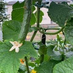 世界一甘いとうもろこしと夏野菜のセット　一名様限定ですの画像