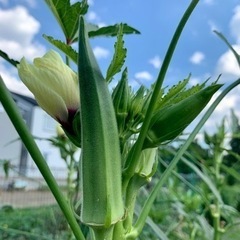 世界一甘いとうもろこしと夏野菜のセット　一名様限定ですの画像