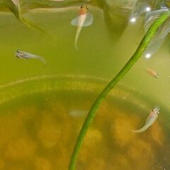改良めだか　ミックス稚魚③の画像