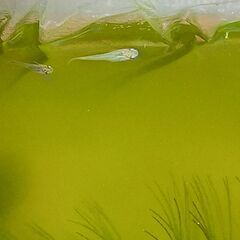改良めだか　ミックス稚魚③の画像