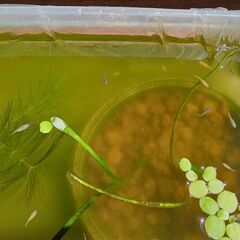 改良めだか　ミックス稚魚③の画像