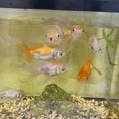 金魚10尾と水槽セットの画像