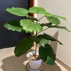 観葉植物　フィカスウンベラータ Bの画像