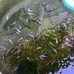 有名ブリーダー系統　ミックスメダカ稚魚〜若魚　10匹の画像