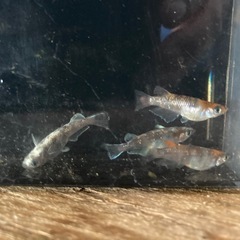 朱光菊　めだかの画像