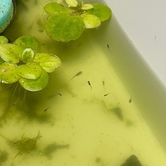 mixメダカの画像