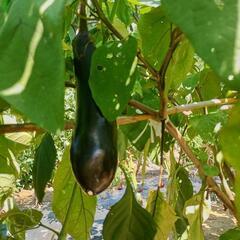  野菜セット1000円(🍆3本 + きゅうり🥒6本+ピーマン🫑3個+カボチヤ1個)  &  🍉すいか1500円の画像