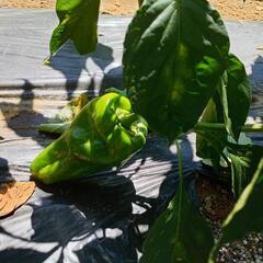  野菜セット1000円(🍆3本 + きゅうり🥒6本+ピーマン🫑3個+カボチヤ1個)  &  🍉すいか1500円の画像
