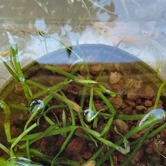 黄色メダカの稚魚ミックス　15匹程の画像