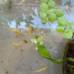黄色メダカの稚魚ミックス　15匹程の画像