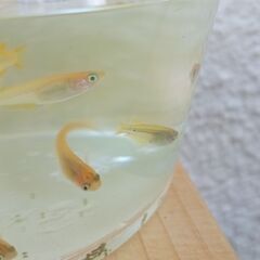 黄色メダカの稚魚ミックス　15匹程の画像