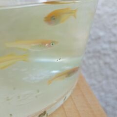 黄色メダカの稚魚ミックス　15匹程の画像