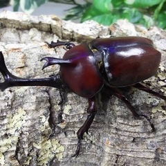 激安カブトムシ.クジ(無くなり次第終了)の画像