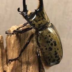 激安カブトムシ.クジ(無くなり次第終了)の画像