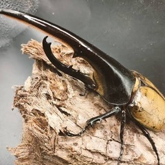 激安カブトムシ.クジ(無くなり次第終了)の画像