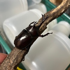 岐阜県産　国産カブトムシの画像