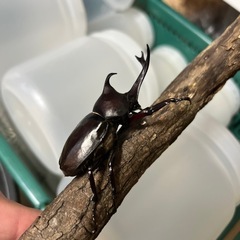 岐阜県産　国産カブトムシの画像