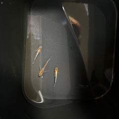朱光菊リアルメダカの画像
