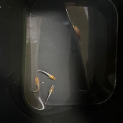 朱光菊リアルメダカの画像