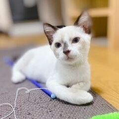 後ろ足に障害があるけど超元気な甘えん坊♡　しっぽと耳が茶色の人気のシャム系男の子のしょうへい君の画像
