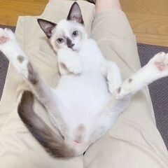 後ろ足に障害があるけど超元気な甘えん坊♡　しっぽと耳が茶色の人気のシャム系男の子のしょうへい君 - 猫