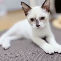 後ろ足に障害があるけど超元気な甘えん坊♡　しっぽと耳が茶色の人気のシャム系男の子のしょうへい君 − 静岡県