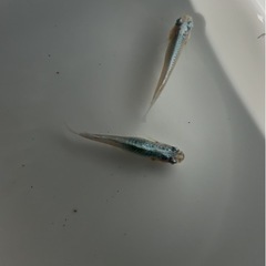 メダカ：マリンブルー稚魚の画像