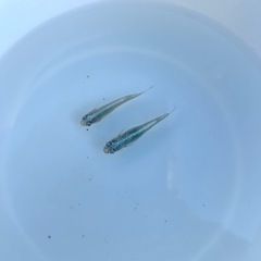 メダカ：マリンブルー稚魚の画像