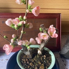 ボケの苗　ピンクの花が咲きますの画像