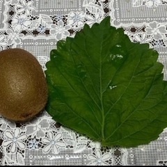 きゅうり（1本から）大葉も欲しい方差し上げますの画像