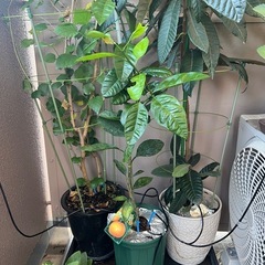 みかんの木の画像