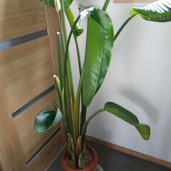 金運アップ✨オーガスタ　2メートル超え　大型観葉植物の画像