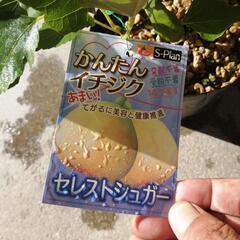 実付き　イチジク　甘い　セレストシュガー　の画像