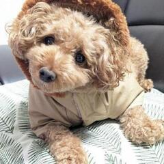 トイプードル　女の子　