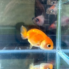 金魚：チンチュウの画像