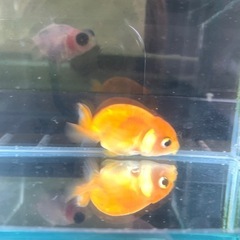 金魚：チンチュウの画像