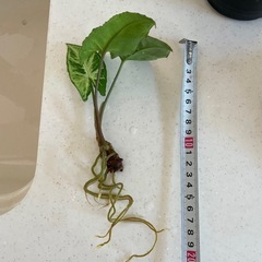 観葉植物シンゴニウムの画像