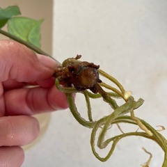 観葉植物シンゴニウムの画像