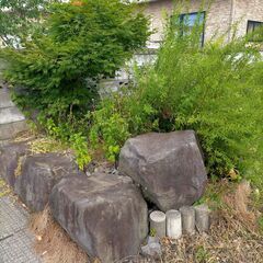 庭木を差し上げます。ドウダンツツジ他　の画像