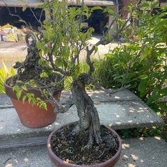 色んな盆栽🪴があります🙇‍♀️✨✨の画像