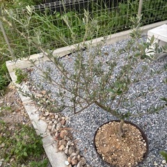 オリーブ　マンザニロ　植木の画像