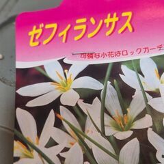 球根　ゼフィランス　白い花の画像