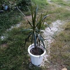 観葉植物　ドラセナ　コンシンネ　の画像