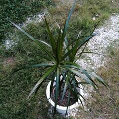 観葉植物　ドラセナ　コンシンネ　の画像