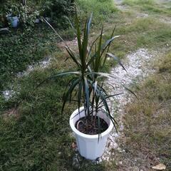 観葉植物　ドラセナ　コンシンネ　の画像