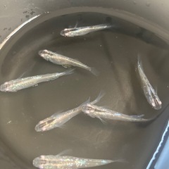 メダカ稚魚　mix、紅ほっぺ、月虹、鳳凰、みゆき　
15匹の画像