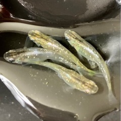 メダカ稚魚　mix、紅ほっぺ、月虹、鳳凰、みゆき　
15匹の画像