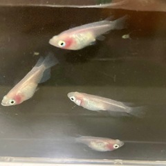 メダカ稚魚　mix、紅ほっぺ、月虹、鳳凰、みゆき　
15匹の画像