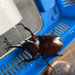 赤眼赤体カブトムシ　オスの画像