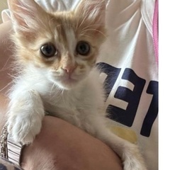 甘えん坊でお利口さんな長毛な茶白くん2ヶ月